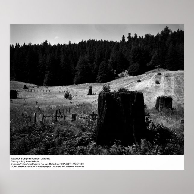 Redwood Stumps von Ansel Adams Poster (Vorne)