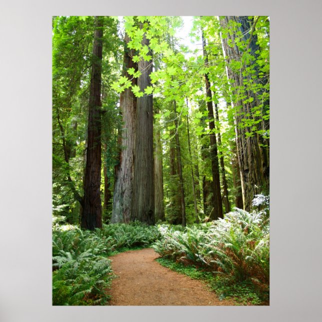Redwood Trail Poster (Vorne)