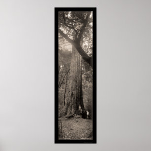 Redwood Tree Foto 1907 Poster