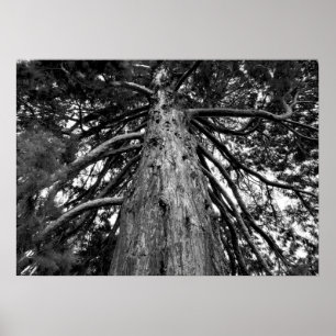 Redwood Tree Fotograf Poster