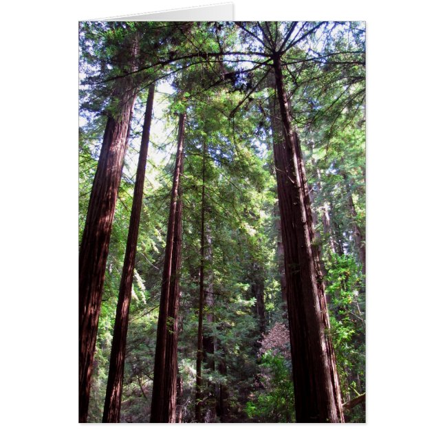 Redwood Trees (Vorne)