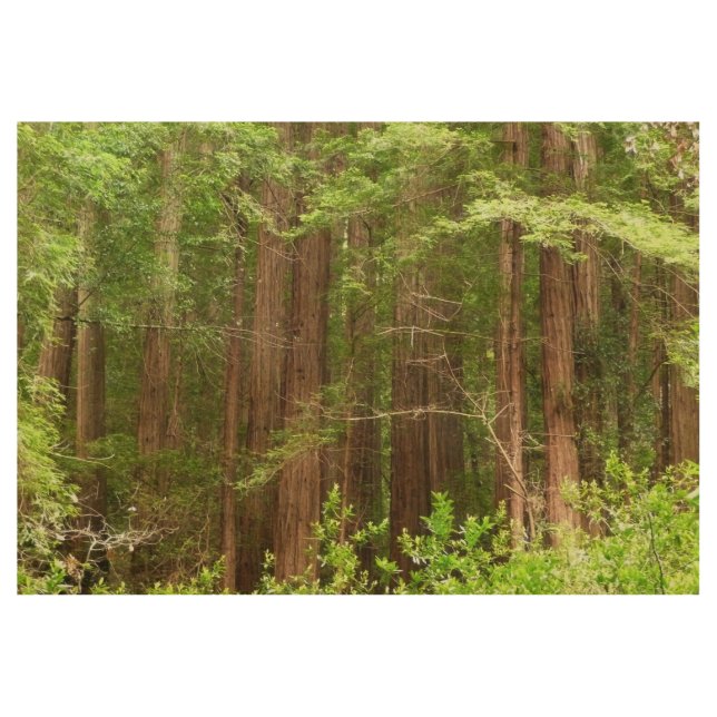 Redwood Trees at Muir Woods National Monument Holzposter (Vorderseite)