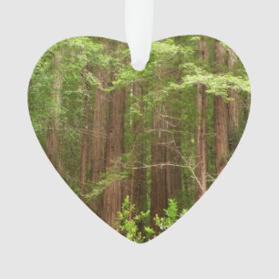 Redwood Trees at Muir Woods National Monument Ornament