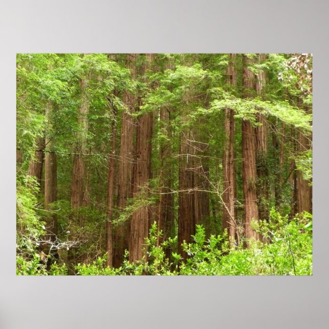 Redwood Trees at Muir Woods National Monument Poster (Vorne)