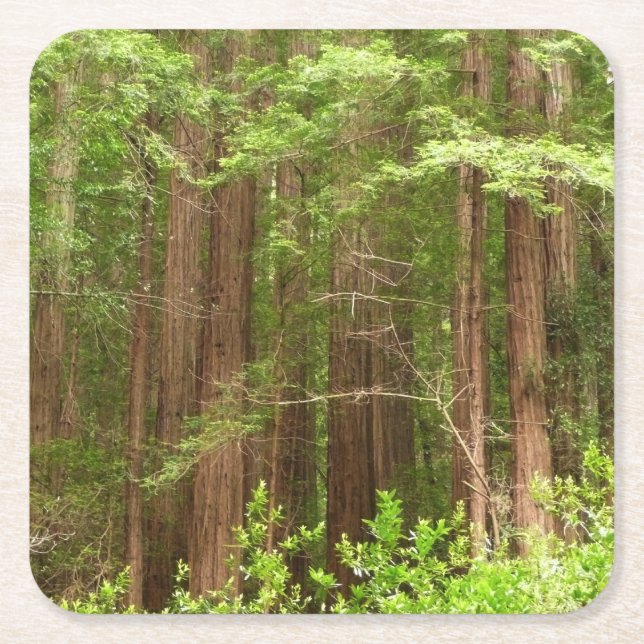 Redwood Trees at Muir Woods National Monument Rechteckiger Pappuntersetzer (Vorderseite)