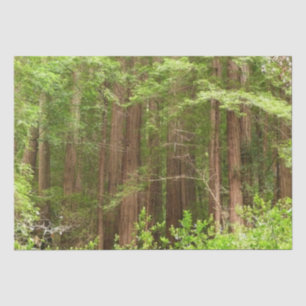 Redwood Trees at Muir Woods National Monument Seidenpapier