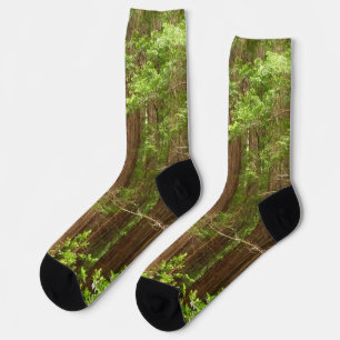 Redwood Trees at Muir Woods National Monument Socken