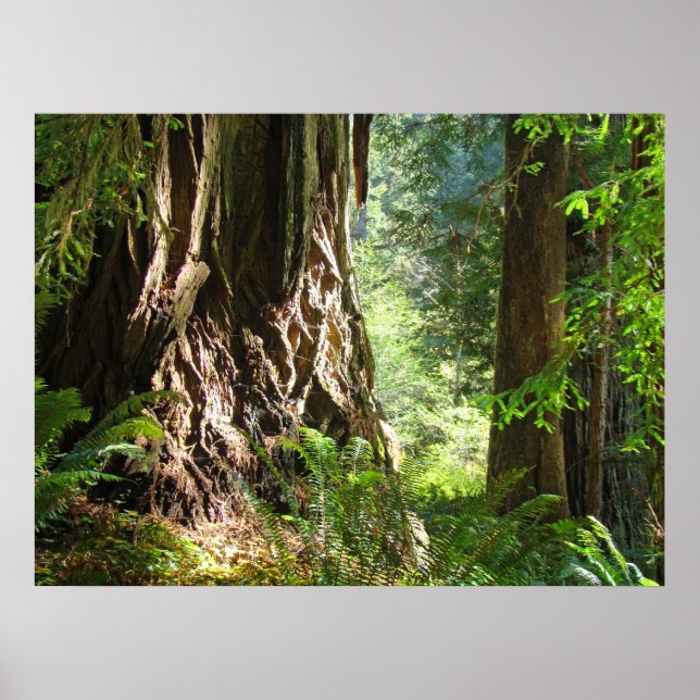 Redwood Trees Forest Art druckt Big Redwoods Poster (Vorne)