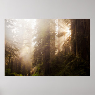 Redwood Trees in Morning Fog mit Sonnenstrahlen Poster
