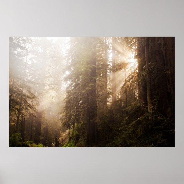 Redwood Trees in Morning Fog mit Sonnenstrahlen Poster (Vorne)