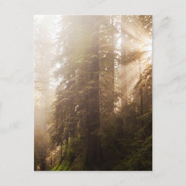 Redwood Trees in Morning Fog mit Sonnenstrahlen Postkarte (Vorderseite)