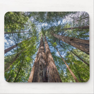 Redwood Trees Marin County, California Mousepad