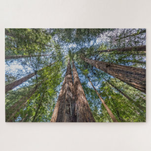 Redwood Trees   Marin County, California Puzzle