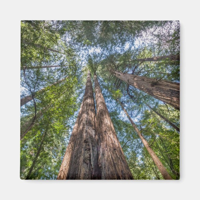 Redwood Trees | Marin Landkreis, Kalifornien Magnet (Vorne)