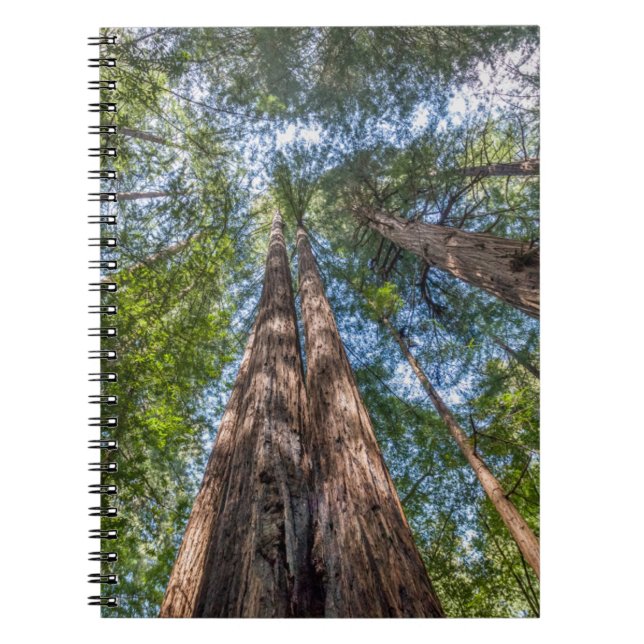 Redwood Trees | Marin Landkreis, Kalifornien Notizblock (Vorderseite)