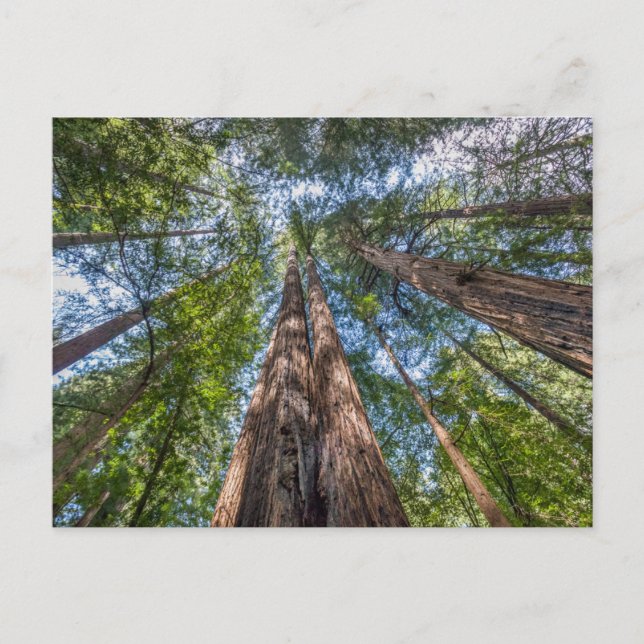 Redwood Trees | Marin Landkreis, Kalifornien Postkarte (Vorderseite)