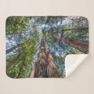 Redwood Trees Marin Landkreis, Kalifornien Sherpadecke