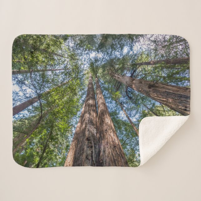 Redwood Trees | Marin Landkreis, Kalifornien Sherpadecke (Vorderseite (Horizontal))