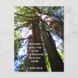 Redwood Trees Muir Quote Postkarte