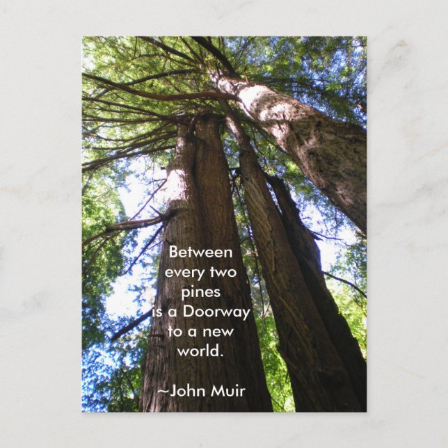 Redwood Trees Muir Quote Postkarte (Vorderseite)