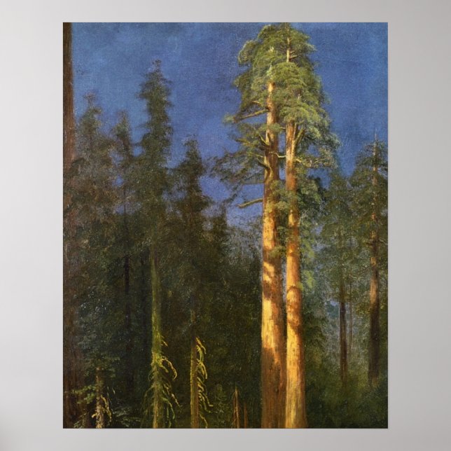 Redwood Trees Poster (Vorne)