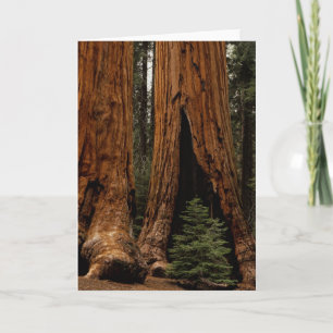 Redwood Trees, Sequoia National Park. Karte