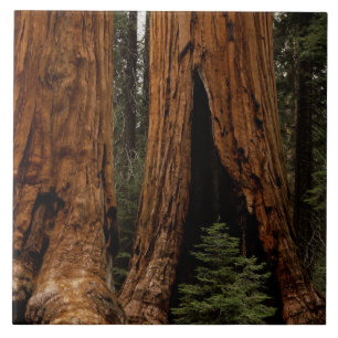 Redwood Trees, Sequoia Nationalpark. Fliese