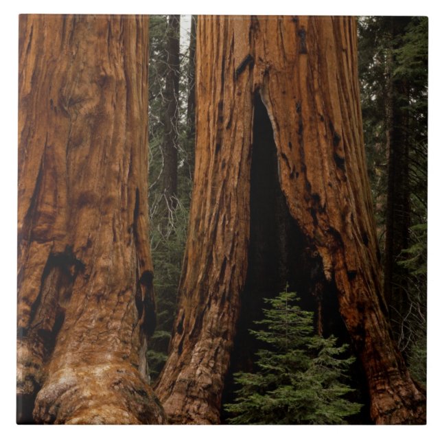 Redwood Trees, Sequoia Nationalpark. Fliese (Vorderseite)