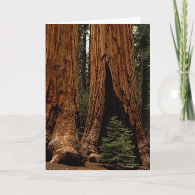 Redwood Trees, Sequoia Nationalpark. Karte (Vorderseite)