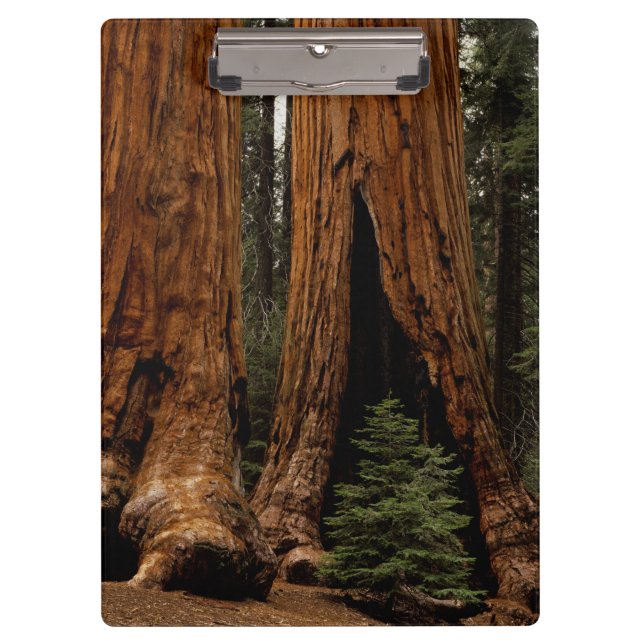 Redwood Trees, Sequoia Nationalpark. Klemmbrett (Vorderseite)