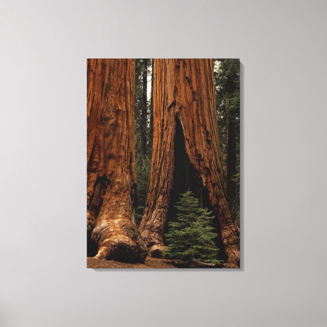 Redwood Trees, Sequoia Nationalpark. Leinwanddruck (Vorderseite)