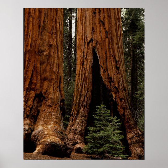 Redwood Trees, Sequoia Nationalpark. Poster (Vorne)