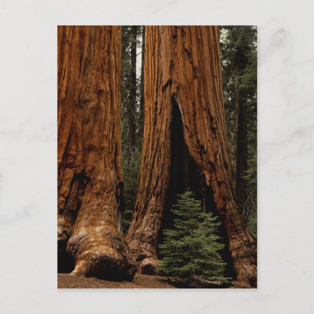 Redwood Trees, Sequoia Nationalpark. Postkarte (Vorderseite)