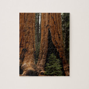 Redwood Trees, Sequoia Nationalpark. Puzzle