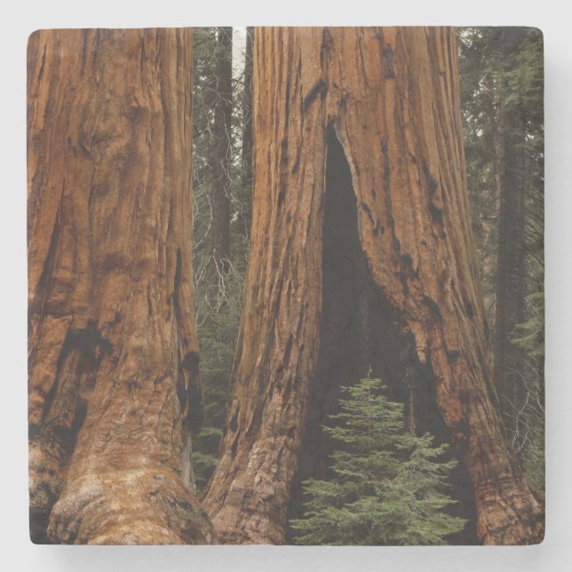 Redwood Trees, Sequoia Nationalpark. Steinuntersetzer (Vorderseite)