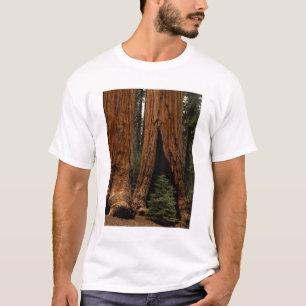 Redwood Trees, Sequoia Nationalpark. T-Shirt