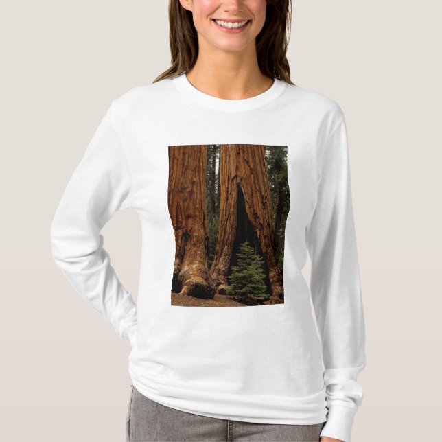 Redwood Trees, Sequoia Nationalpark. T-Shirt (Vorderseite)