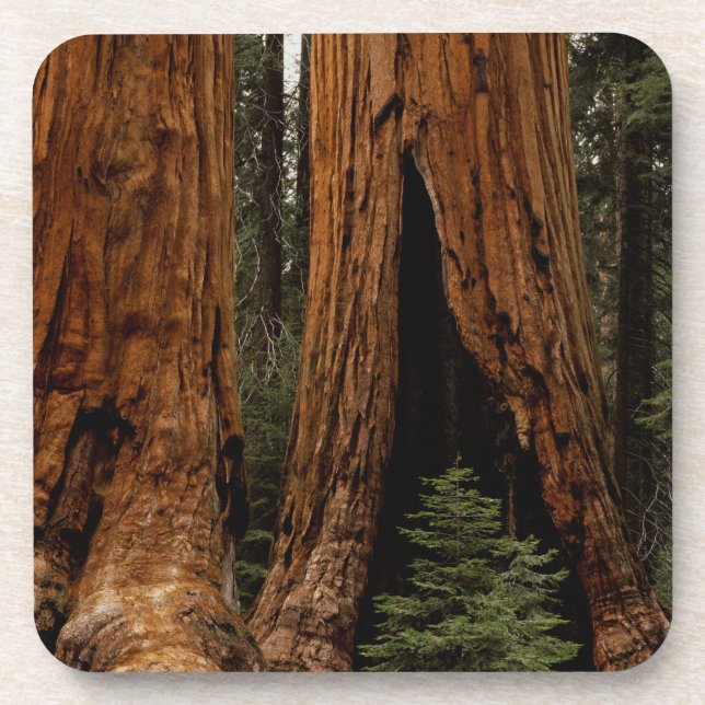 Redwood Trees, Sequoia Nationalpark. Untersetzer (Vorderseite)