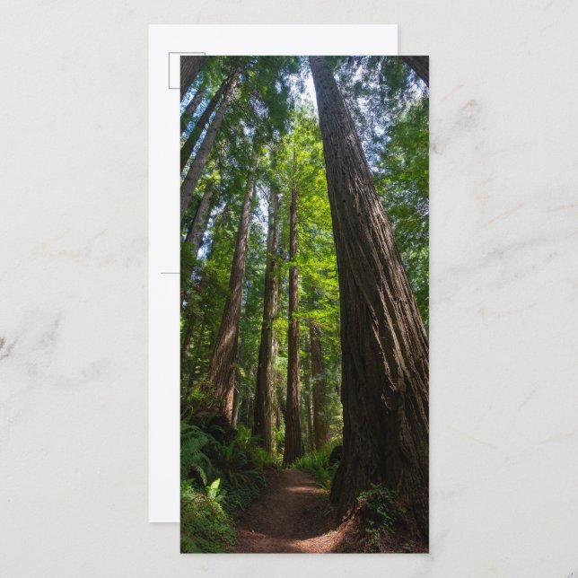 Redwood Trees Tall Postcard (Vorne/Hinten)