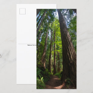 Redwood Trees Tall Postcard