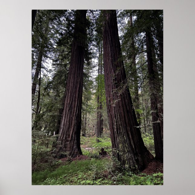 Redwood-Wald Poster (Vorne)