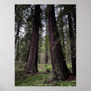 Redwood-Wald Poster