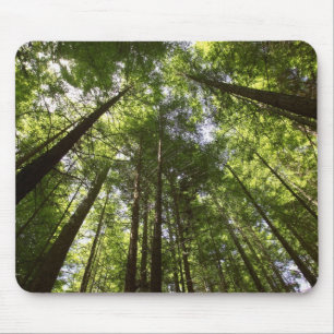 Redwood-Wald, Rotorua, Neuseeland 2 Mousepad