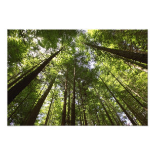Redwood-Wald, Rotorua, Neuseeland Fotodruck