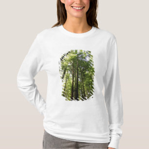 Redwood-Wald, Rotorua, Neuseeland T-Shirt
