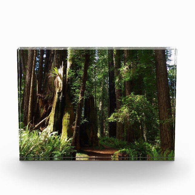 Redwoods and Ferns at Redwood National Park Fotoblock (Vorderseite)