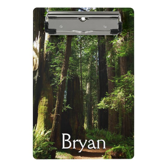 Redwoods and Ferns at Redwood National Park Mini Klemmbrett (Vorderseite)