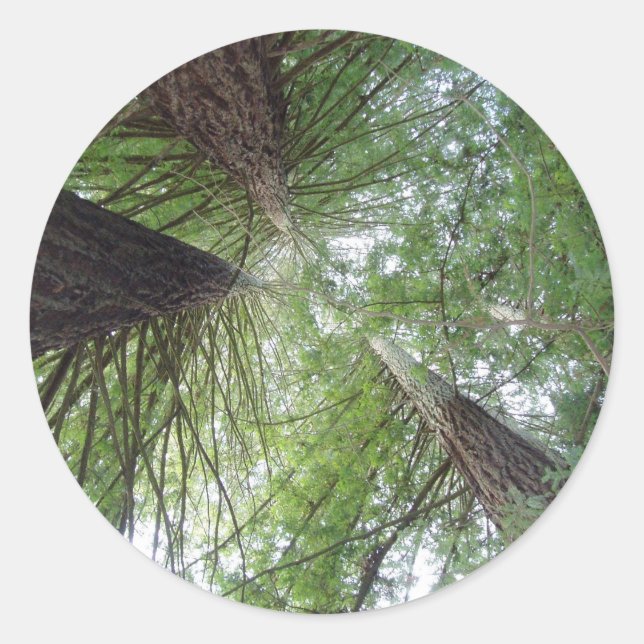 Redwoods-Aufkleber Runder Aufkleber (Vorderseite)