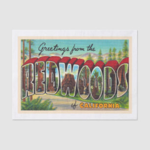 Redwoods California Vintag Large Letter Postcard Seidenpapier