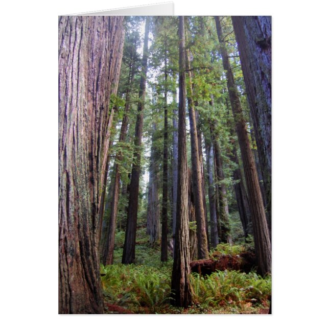 Redwoods Card (Vorne)